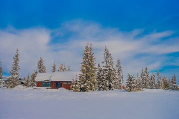 View of pine trees covered with snow and ice during winter