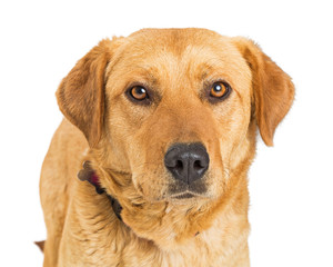 Closeup Yellow Labrador Retriever Crossbreed Dog