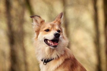 Hund im Wald