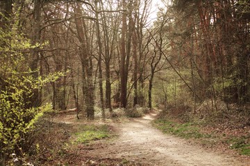 Waldweg