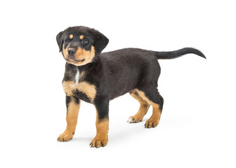 Cute Black and Tan Puppy Standing on White