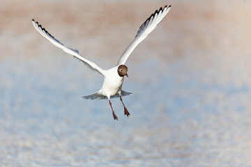 Black-headed gull bird in flight at lake