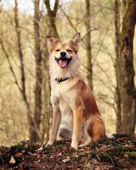 Hund im Wald