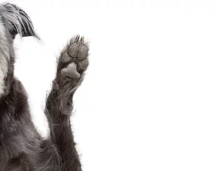 Photo sur Plexiglas Chien Dog Raising Paw Cropped Closeup