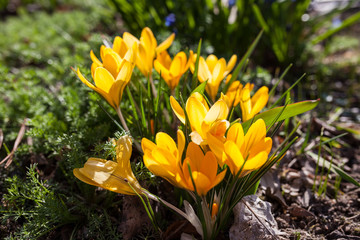 Yellow crocus flowers blooming in spring day sunlight