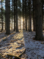 Sun shining through pines in early morning