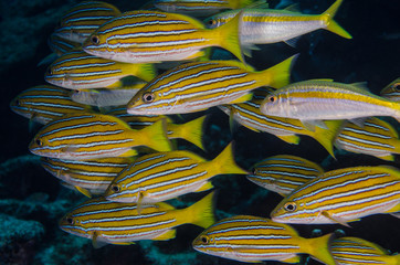 Obraz premium Yellow snapper (Lutjanus argentiventris), forming a school in a shipwreck, reefs of Sea of Cortez, Pacific ocean. Cabo Pulmo, Baja California Sur, Mexico.