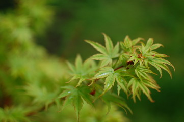 Japanese Maple Leaf