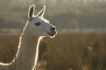 llama © vanesa