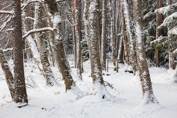 Tree trunks covered in snow at forest