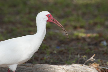 White Ibis