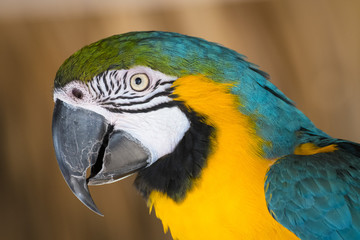 Macaw