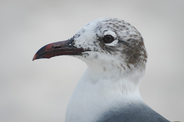 Gull