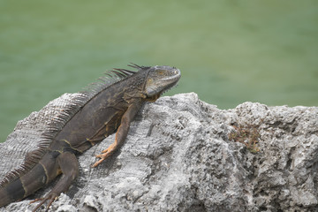 Iguana
