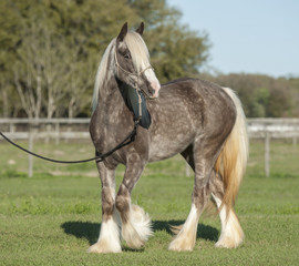 "Phantom's Silver Obsession, or Lacey" Brandi Paquette