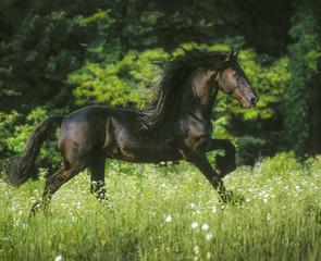 Fototapeta na wymiar Friesian Horse stallion gallops in meadow