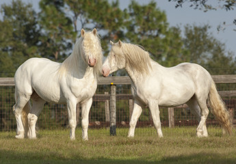 Obraz na płótnie Canvas Pair of American White draft horse stallions
