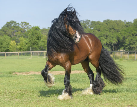 Gypsy Vanner Horse Stallion