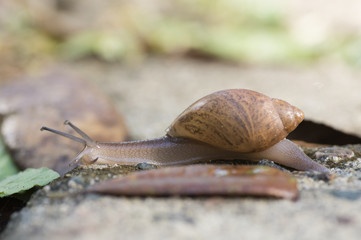 Carnivourous Rosy Wolfsnail, Euglandina Rosea