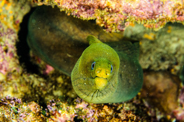 Panamic Green Moray Eel (Gymnothorax castaneus), mouth wide open resting in reefs of the Sea of Cortez, Pacific ocean. Cabo Pulmo, Baja California Sur, Mexico. Cousteau named it The world's aquarium.