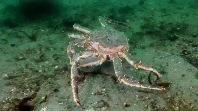 Giant King crab in underwater nature in clean transparent water walks on cold seabed Barents Sea in search food. Diving and unique footage on background of blue marine in Arctic ocean. Wildlife video.