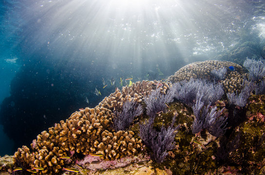 Coral reef scenics of the Sea of Cortez, Baja California Sur, Mexico. 