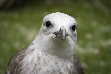 kelp Gull