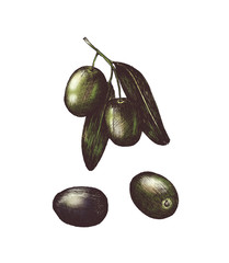 Hand drawn olives