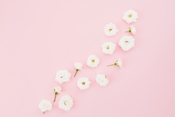 White roses on pink background. Flat lay, top view. Pastel floral background.