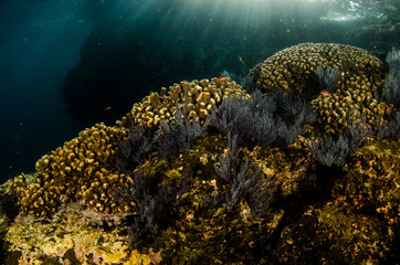 Coral reef scenics of the Sea of Cortez, Baja California Sur, Mexico.  © leonardogonzalez