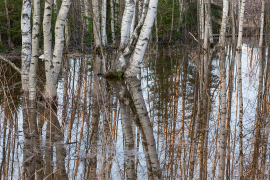 Flooded thicket at spring landscape