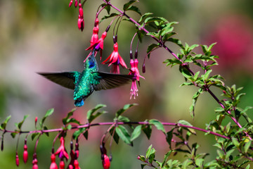 Portrait of a green and blue hummingbird feeding on a red and purple fuchsia flower
