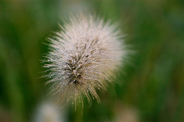 Ornamental Grass Seed Head