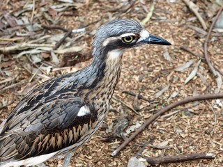 Obraz premium Charming Refined Bush Stone-Curlew Camouflaged Against Natural Bush Surrounds.