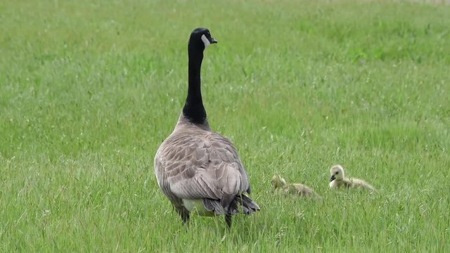 HD Video of baby goslings eating in green grass followed by adult Canada goose. Canada geese can establish breeding colonies in urban and cultivated areas, which provide food and few natural predators
