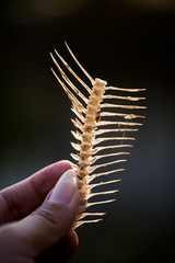 Fishbone in hand.