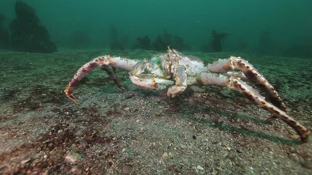 Giant King crab in underwater nature in clean transparent water walks on cold seabed Barents Sea in search food. Diving and unique footage on background of blue marine in Arctic ocean. Wildlife video.