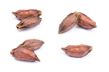 hai herb name Gardenia fruit isolated on white background. Thai herb medicine concept.