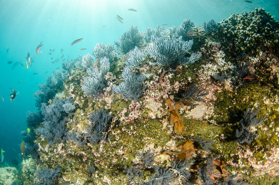 Coral reef scenics of the Sea of Cortez, Baja California Sur, Mexico. 