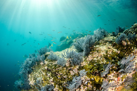 Fototapeta Coral reef scenics of the Sea of Cortez, Baja California Sur, Mexico. 