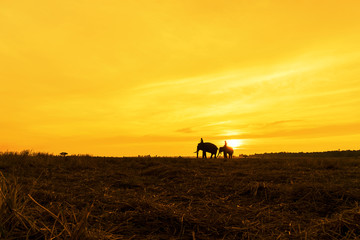 Fototapeta premium Mahout riding an elephant on the sunset,Surin,Thailand,Silhouette Elephant sunrise.