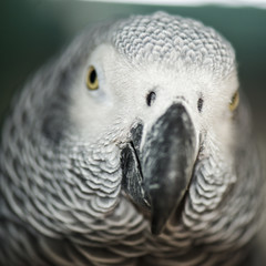 Fototapeta premium Close up of an African Grey Parrot