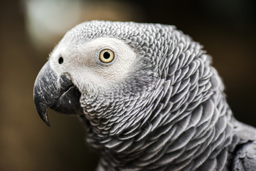 Close up of an African Grey Parrot