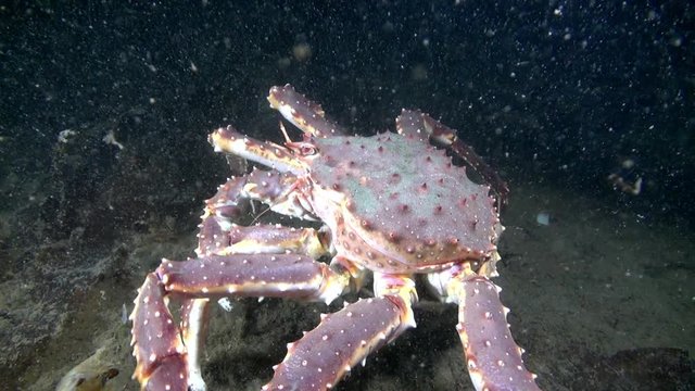 Giant King crab in underwater nature in clean transparent water walks on cold seabed Barents Sea in search food. Diving and unique footage on background of blue marine in Arctic ocean. Wildlife video.