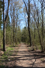 Fototapeta premium Asphalt footpath in the spring forest
