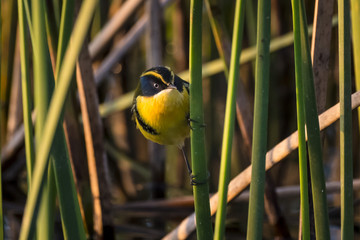 Many coloured rush tyrant