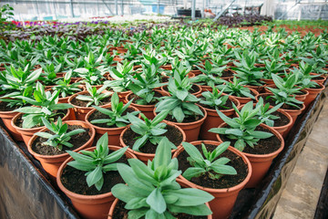 Decorative plants in modern hydroponic greenhouse for cultivation of flowers and ornamental plants