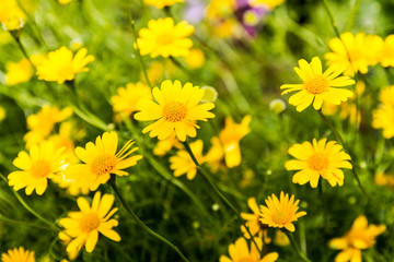 yellow flower, Little yellow star with sunshine in the morning for background