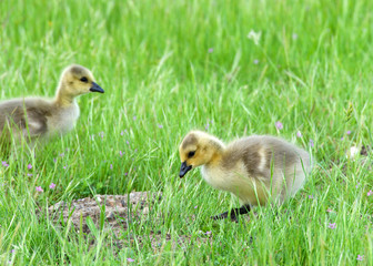 Canada goose goslings eating in green grass. Canada geese frequently establish breeding colonies in urban and cultivated areas, which provide food and few natural predators