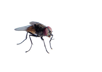macro shot of house fly on a white background